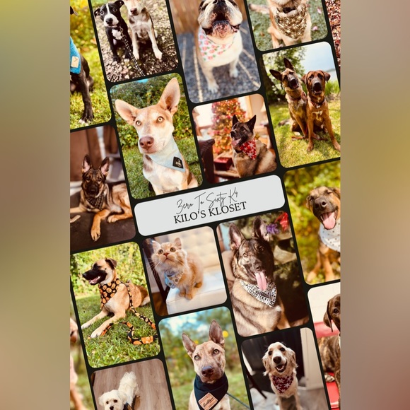 1” Paws & Bones Dog Collar - Picture 4 of 9